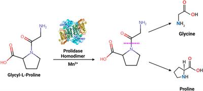 PROLIDASE: A Review from Discovery to its Role in Health and Disease